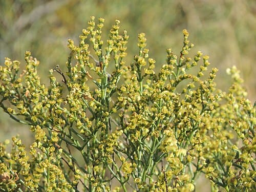 Anabasis aphylla