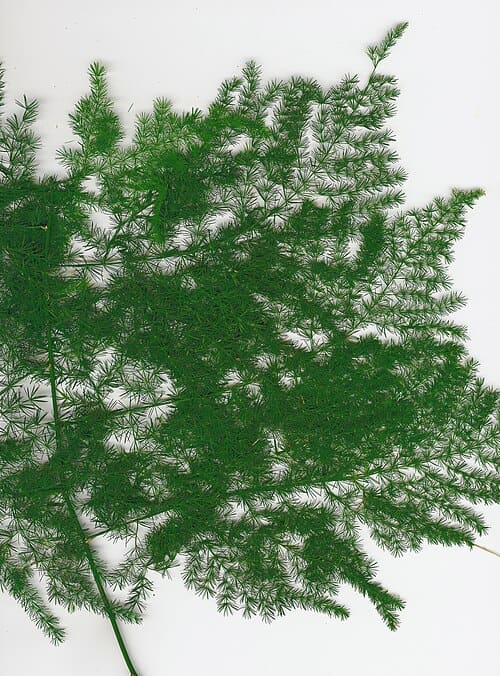 Asparagus setaceus
