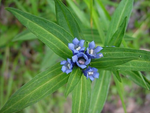 Gentiana makinoi