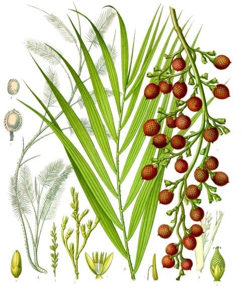 Calamus draco