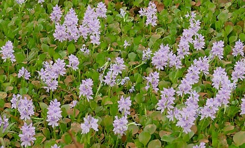 Eichhornia crassipes