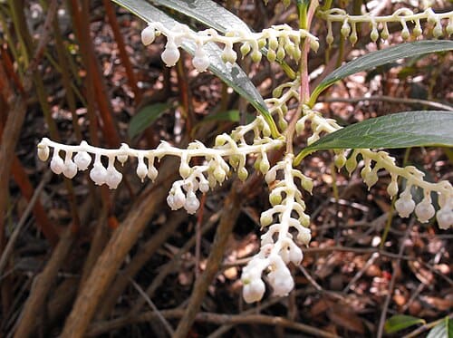 Gaultheria fragrantissima