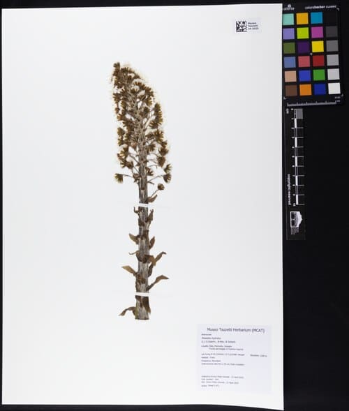 Petasites hybridus