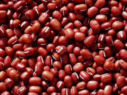 Vigna