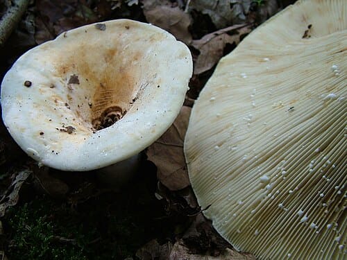 Lactarius vellereus