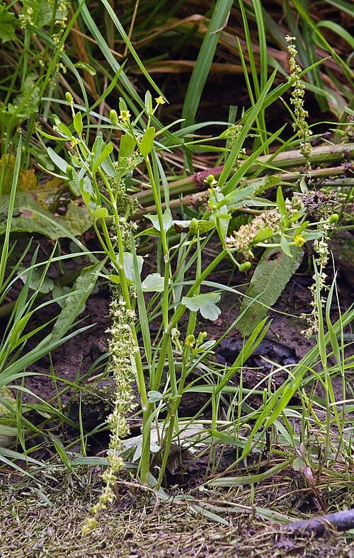 Ranunculus sceleratus