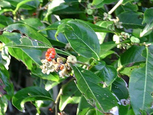 Glochidion, standing in for Glochidion rotundifolium