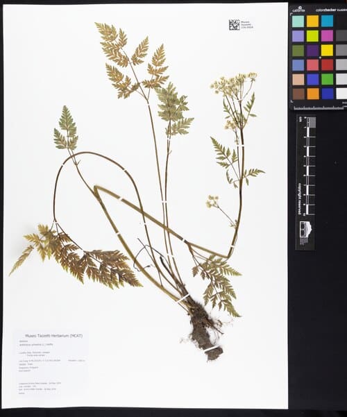 Anthriscus sylvestris