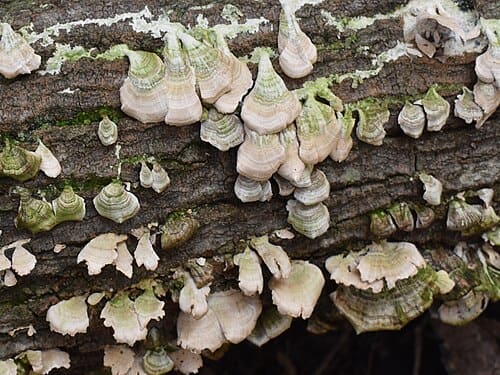 Trichaptum biforme
