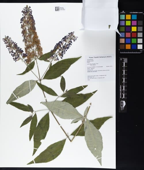 Buddleja davidii