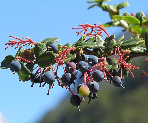 Berberis darwinii