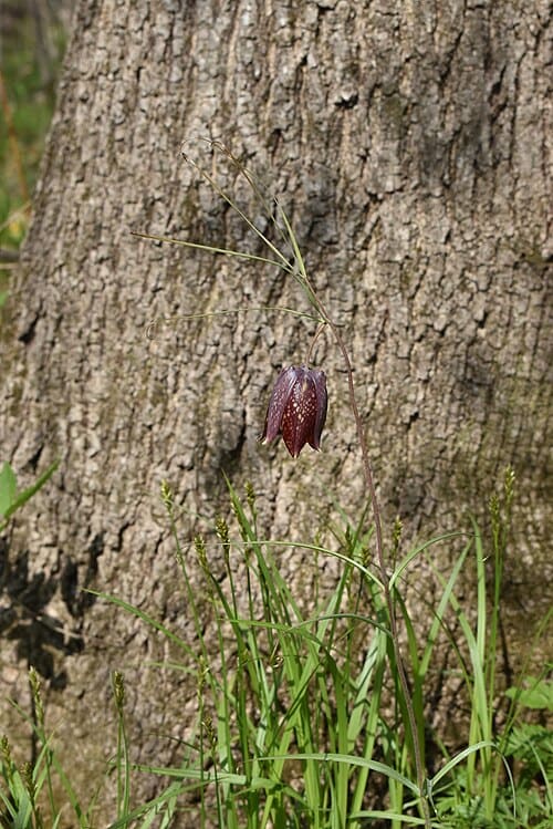 Fritillaria usuriensis