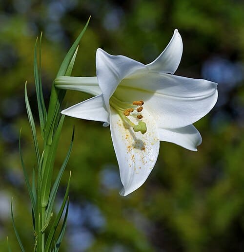 Lilium, standing in for Lilium pseudo