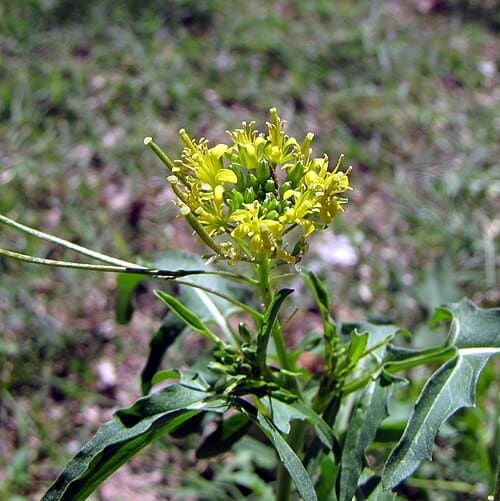 Sisymbrium irio