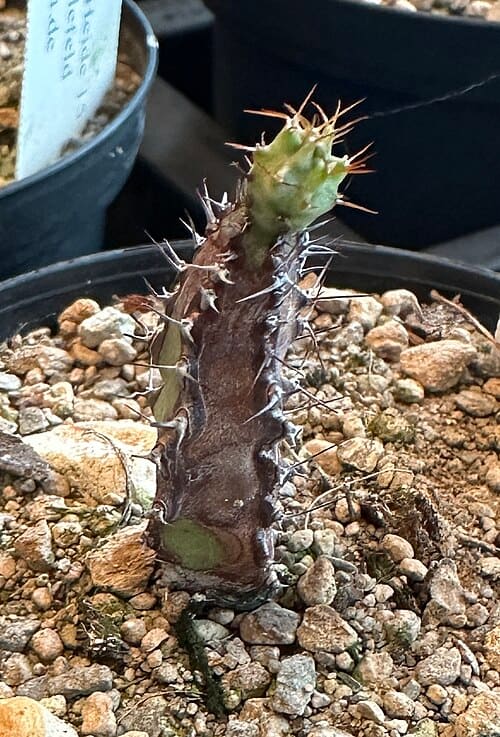 Euphorbia quinquecostata