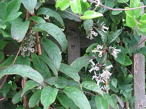 Paederia scandens