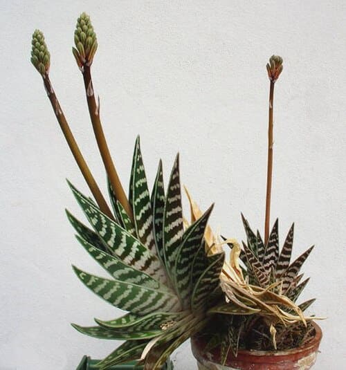 Aloe variegata