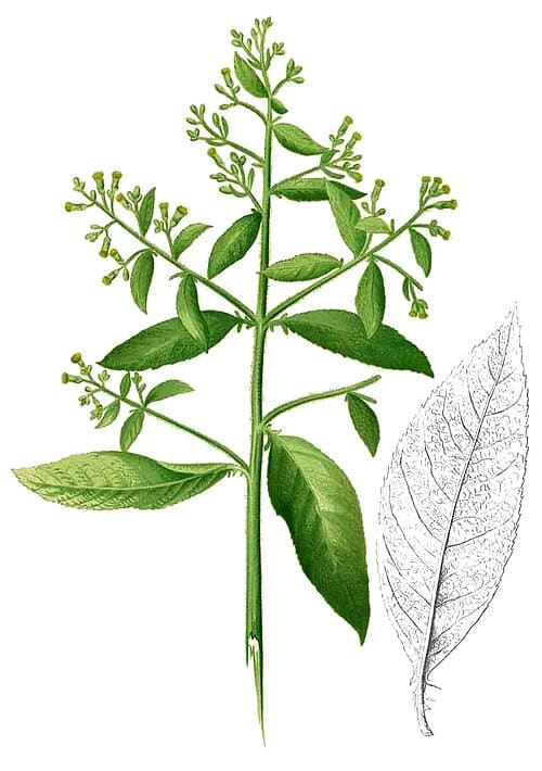 Blumea, standing in for Blumea glomerata