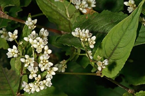 Fagopyrum esculentum