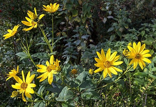 Helianthus tuberosus