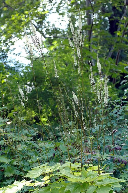 Cimicifuga, standing in for Cimicifuga simplex
