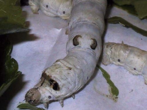 Bombyx mori
