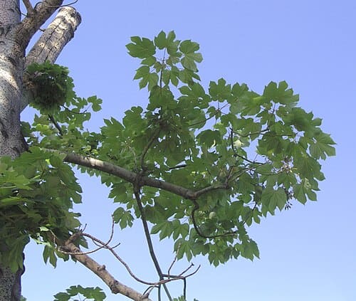Sterculiaceae