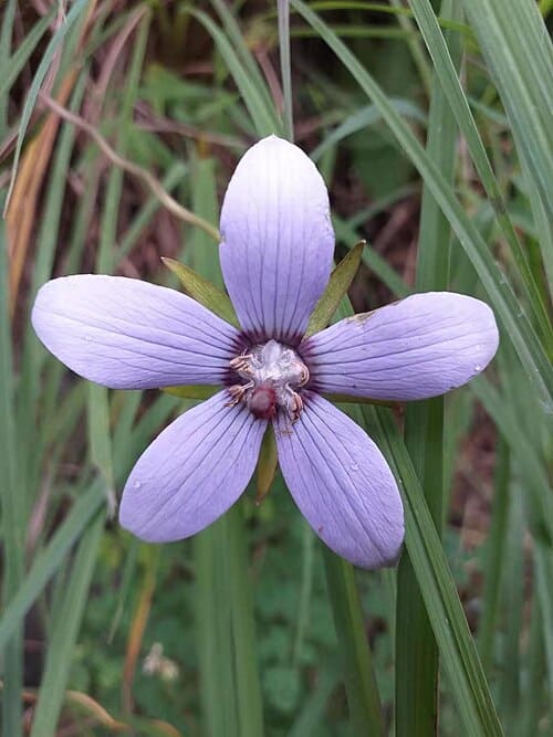 Codonopsis convolvulacea, standing in for Codonopsis convolvulacea var. forrestii
