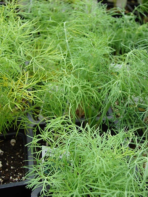 Anethum graveolens