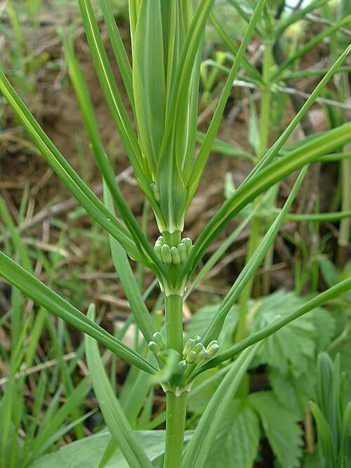 Polygonatum, standing in for Polygonatum prattii