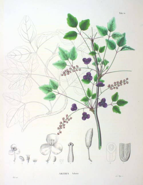 Akebia trifoliata
