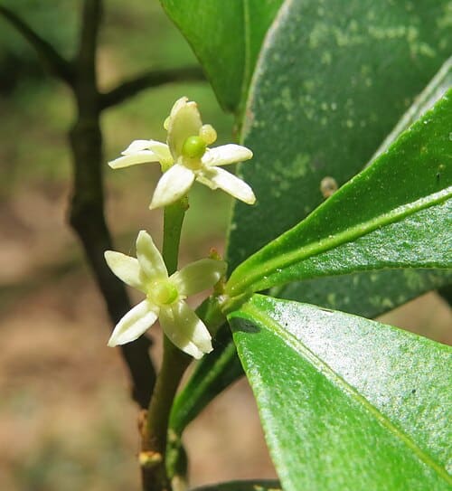 Zanthoxylum ovalifolium