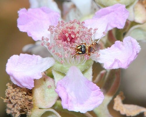Rubus sanctus