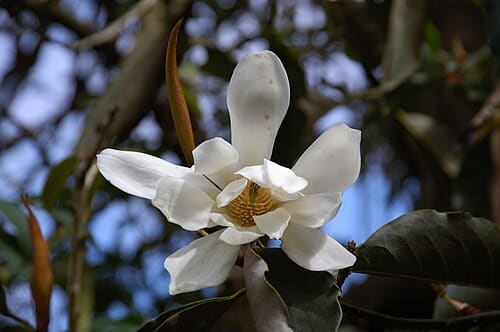 Michelia, standing in for Michelia sphaerantha