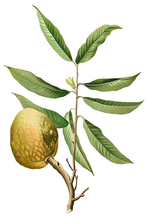 Annona reticulata