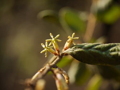 Taxillus, standing in for Taxillus chinensis