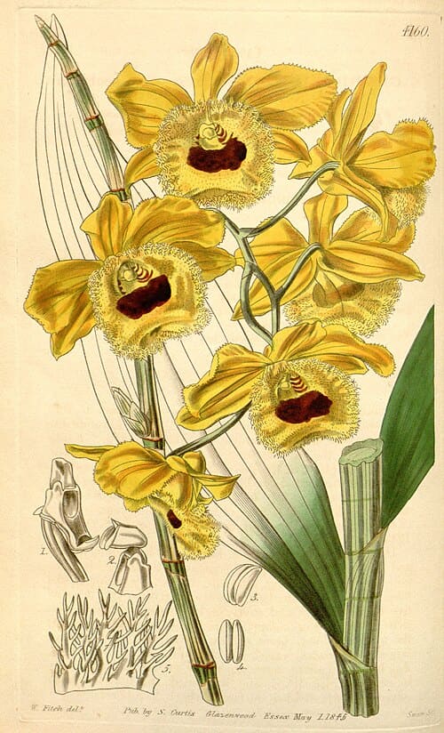 Dendrobium fimbriatum