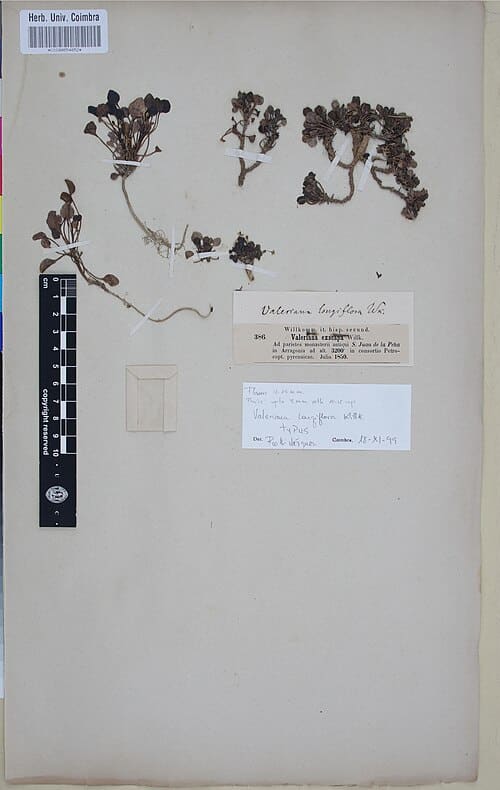 Valeriana longiflora