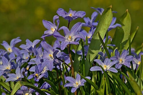 Scilla forbesii