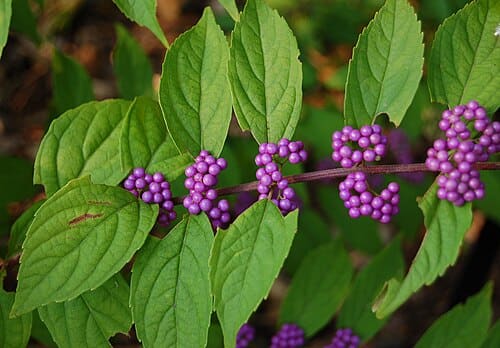 Callicarpa, standing in for Callicarpa hamiltoniana