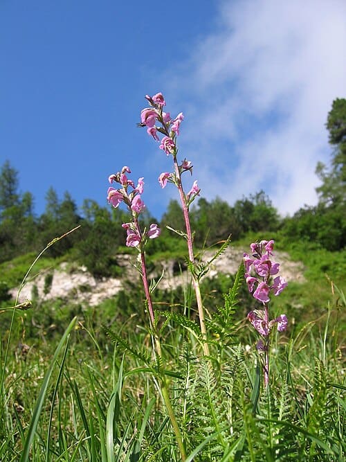 Pedicularis, standing in for Pedicularis decora