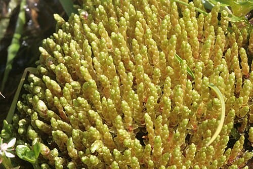 Bryum, standing in for Bryum hokkaiense