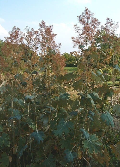 Macleaya