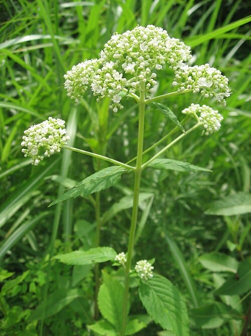 Patrinia villosa