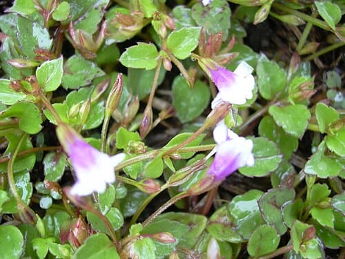 Lindernia, standing in for Lindernia glauca