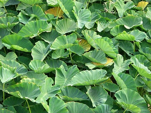 Colocasia, standing in for Colocasia gloriosa