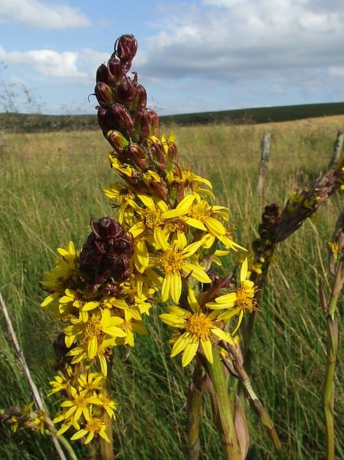Ligularia, standing in for Ligularia arrow-leaf