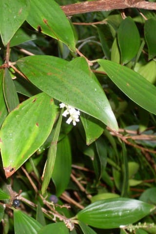 Trochocarpa laurina