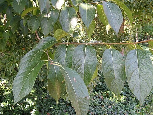 Eucommia, standing in for Eucommia wild