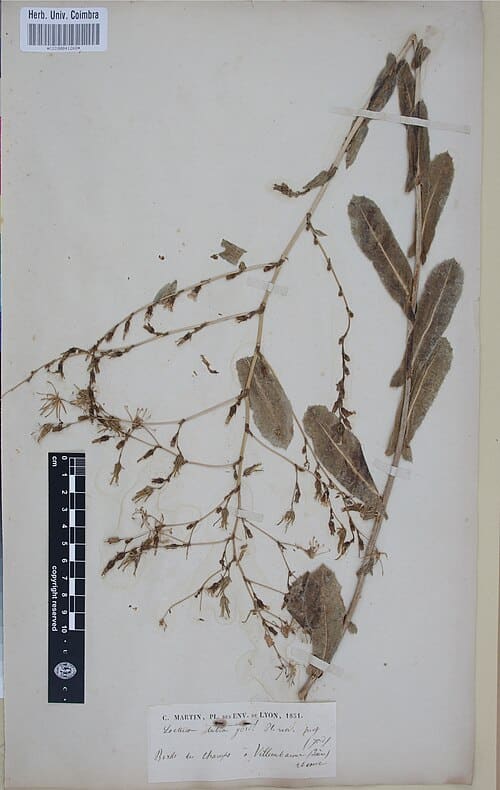 Lactuca serriola